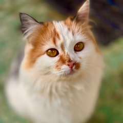 Алексей Иванов