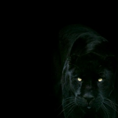 Shukurulla Payzullaev, 06.06.1991, Кунград