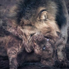 Адам Гадаев, 12.09.1996, Грозный