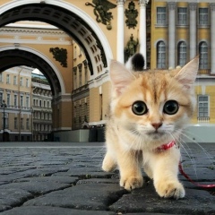 Андрей Черкесов, 14.02.1991, Ульяновск