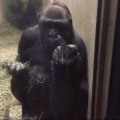 Romario Siva, 03.12.1987, Санкт-Петербург