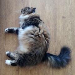 Мария Пигарева, 24.10.1985, Ростов-на-Дону