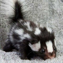 Олеся Шуст, 01.02.1979, Мурманск