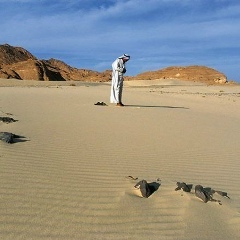 Ризван Ярахмедов, 31.08, Санкт-Петербург