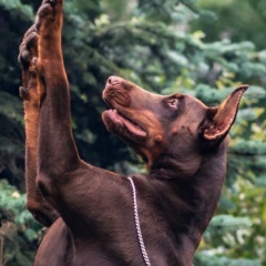 Иван Колесникович, 30.04.1990, Лепель