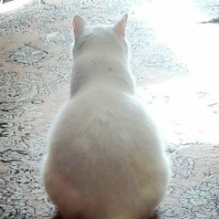 Юрий Дятлов, 04.07, Maracay