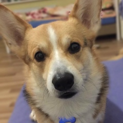 Дмитрий Кучерявый, 15.05.1986, Киев