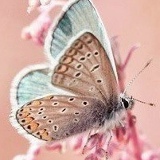 Ноки Ниязи, 07.08.1987, Москва