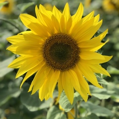 Кристина Неофитова, 07.09.1985, Москва