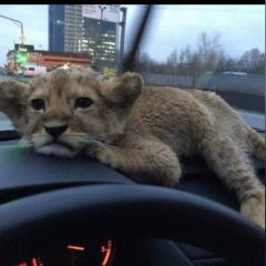 Саид Саидов, 21.06.2008, Москва