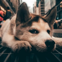 Дмитрий Жилибовский, 20.01, Шымкент