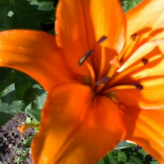 Валюся Мазур, 15.04, Вознесенск