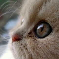 Зульфия Башкорт, 14.10, Москва