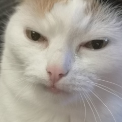 Алла Подбережная, Томск