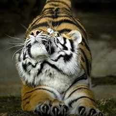 Александр Тодоров, 26.04, Челябинск