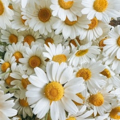 Дашунька Семченко, 17.10, Москва