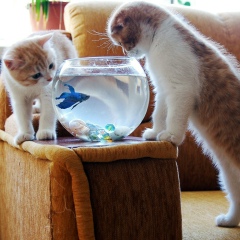 Asem Sadik, 30.05, Алматы