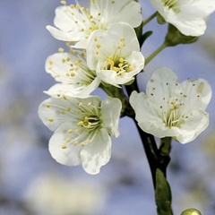 Лейсан Шайдуллина, Казань