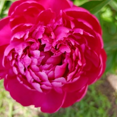 Гюзель Янбаева, 16.08