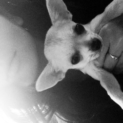 Дарья Келлерман