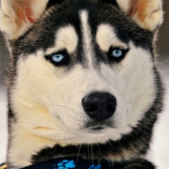 Макс Приколист, 29.11.1994, Киев