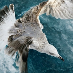 Харида Харбиева, 10.12, Алматы