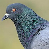 Голубь Шизокрылый, 01.01.1901