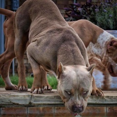 Абубекер Мабей, 21.02.1972, Алматы