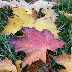 Елена Аверьянова, 05.10, Киев