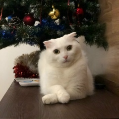 Aleksandra Karimova, 30.12, Киев