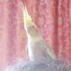 Диана Дороднова, 01.07, Орёл