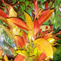 Tha Pyay, 01.06.1972