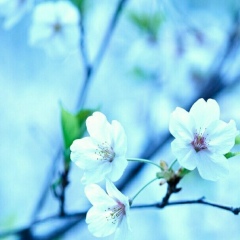 Сезим Алиманова, Шалкар