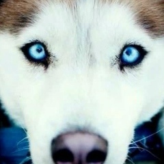 Victor Fetter, 11.01, Москва