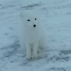 Константин Павлюк, 29.08.1985, Кожва