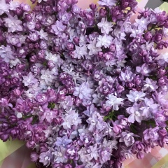 Елена Островская, 16.07, Санкт-Петербург