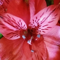 Ирина Черкасова, 18.01.1979, Новочебоксарск