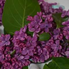 Джавелина Брундо, 11.03