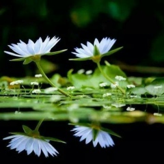 Ven-Puññãññ Da, 17.07.1998