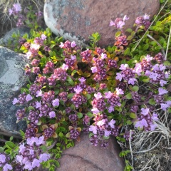 Надежда Еперева, Санкт-Петербург