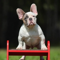 Russian Nestingdolls, 27.06, Москва