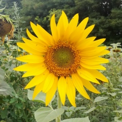 Александра Бедретдинова, Санкт-Петербург