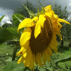 Александра Крутикова, Калинин