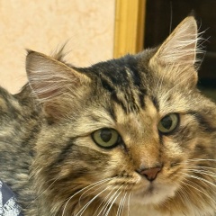 Елена Семенова, 02.07.1988, Можайск