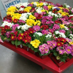 Наталья Мун, 24.01.1988, Санкт-Петербург