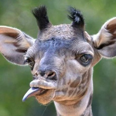 Анастасия Осипова, Москва