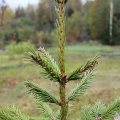 Dmitry Doldin, 19.10