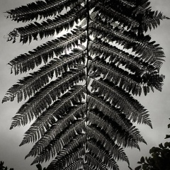 Александр Кулаков, 01.01.1901, Auckland