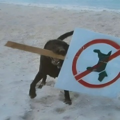 Антон Чупринов