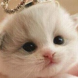 Юлия Боголюб, 15.06.1990, Запорожье